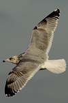 2cy argentatus in February, ringed in Norway. (75189 bytes)